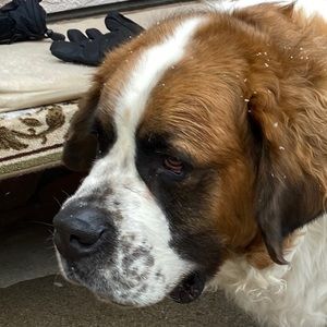 Meet your Posher, Joey